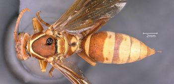 Media type: image;   Entomology 33141 Aspect: habitus dorsal view
